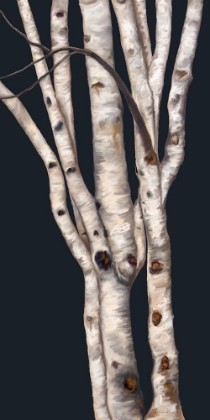 Picture of BIRCH TREE II