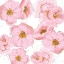 Picture of PINK AND GOLD FLORALS