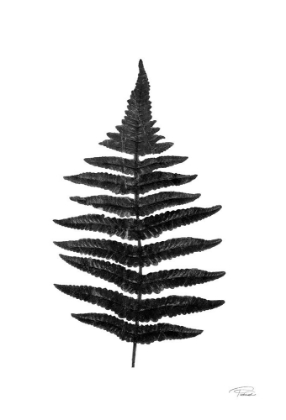 Picture of BLACK PRESSED FERN