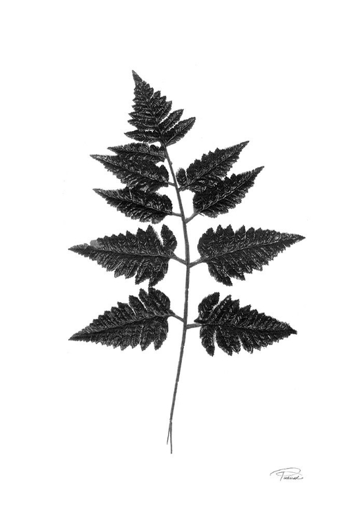 Picture of BLACK PRESSED LEAVES