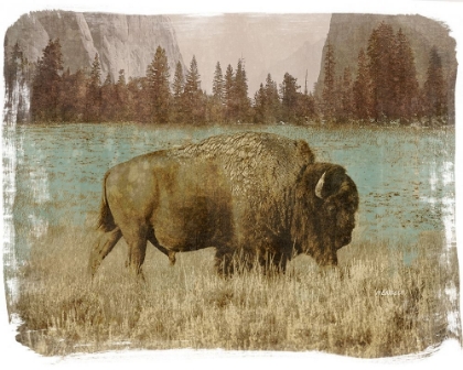 Picture of BISON IN THE PARK