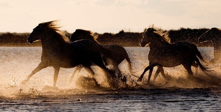 Picture of SHORE RUN