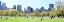 Picture of CENTRAL PARK PICNIC