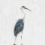 Picture of HERON ON WHITEWASH II