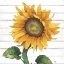 Picture of HAPPY SUNFLOWER II