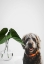 Picture of DOG POSING