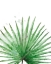 Picture of PALM FROND II