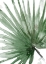 Picture of PALMA VERDE CLOSE UP