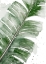 Picture of PALMA FRESCA CLOSE UP