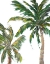 Picture of TROPICAL TREES ON WHITE II