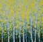 Picture of YELLOW BIRCHWOOD