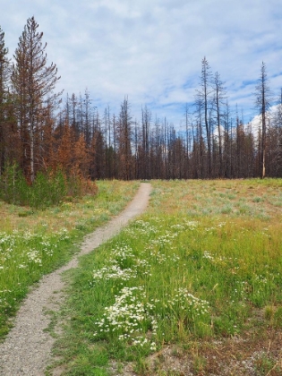 Picture of NATURE PATH