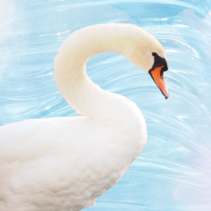 Picture of WHITE SWAN