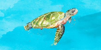 Picture of GREEN TURTLE ON LIGHT BLUE