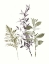 Picture of TONAL LEAVES I