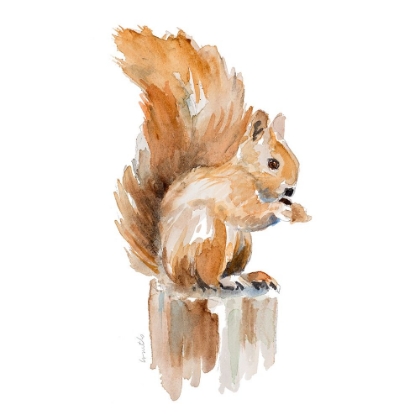 Picture of WATERCOLOR SQUIRREL