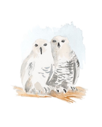 Picture of SNOWY OWLS