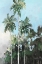 Picture of PALMS ON THE COAST