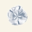 Picture of SAND DOLLAR ON CREAM