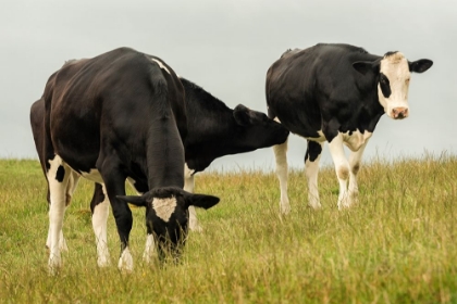 Picture of COUNTRY COWS
