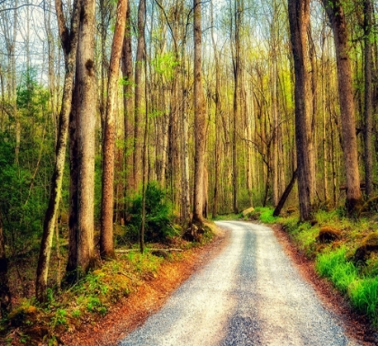 Picture of WOOD PATH