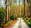 Picture of WOOD PATH