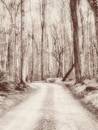 Picture of ROAD IN THE WOODS