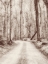 Picture of ROAD IN THE WOODS