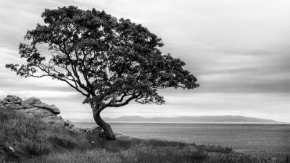 Picture of BONSAI TREE