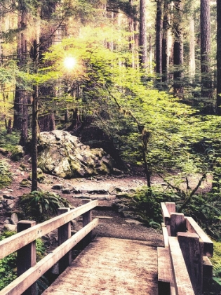 Picture of SUNLIGHT ON THE FOREST PATH