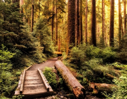 Picture of NATURE HIKING TRAIL