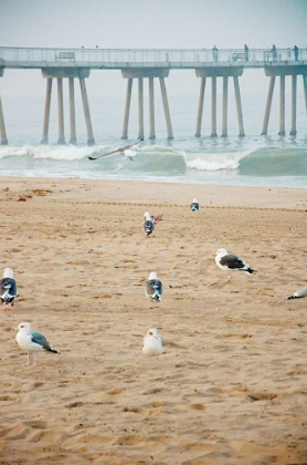 Picture of SEAGULL COAST