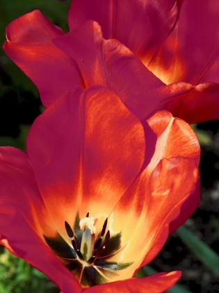Picture of ROMANTIC TULIPS I