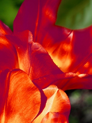 Picture of ROMANTIC TULIPS II