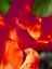 Picture of ROMANTIC TULIPS II