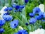 Picture of VIBRANT BLUE HUES