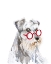 Picture of SCHNAUZER DOG WITH GLASSES