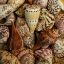 Picture of MINI CONCH SHELLS I