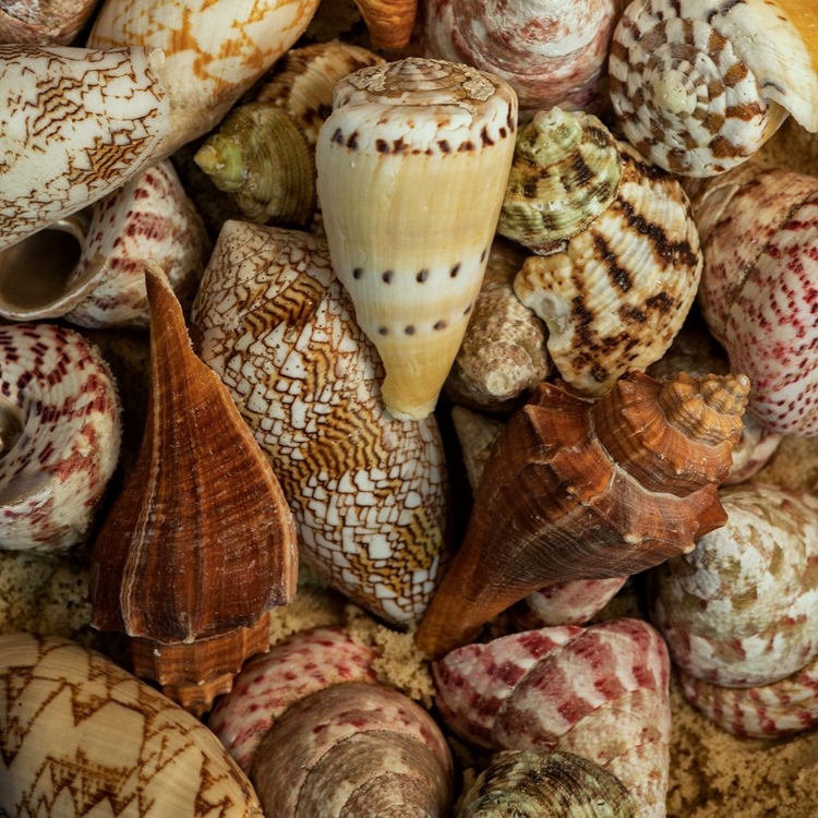 Picture of MINI CONCH SHELLS I