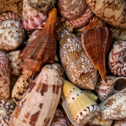 Picture of MINI CONCH SHELLS II