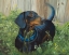 Picture of DACHSHUND