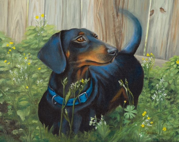 Picture of DACHSHUND