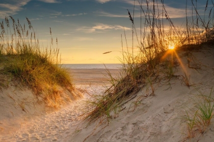 Picture of COASTAL DUNES