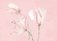 Picture of PINK FLORAL DREAMS I