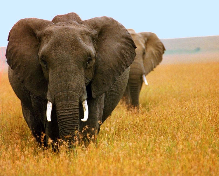 Picture of ELEPHANT PLAINS