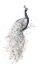 Picture of PEACOCK