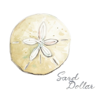 Picture of SAND DOLLAR