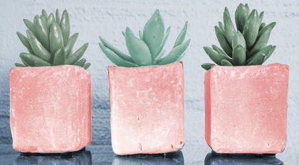 Picture of PINK POTTED SUCCULENTS