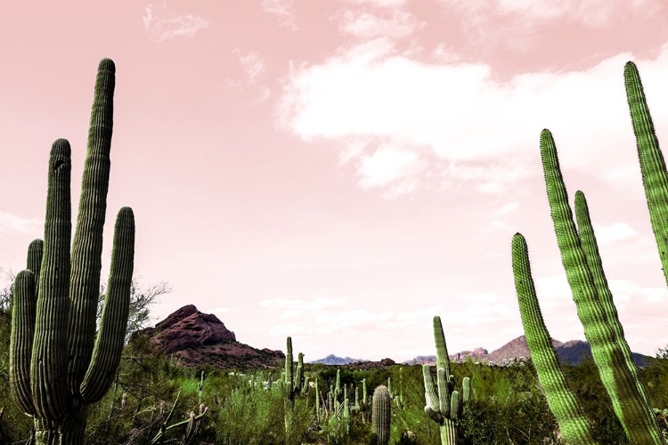 Picture of CACTUS LANDSCAPE UNDER PINK SKY