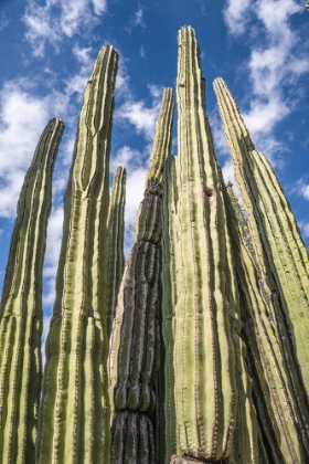 Picture of TALL GARDEN OF CACTUS